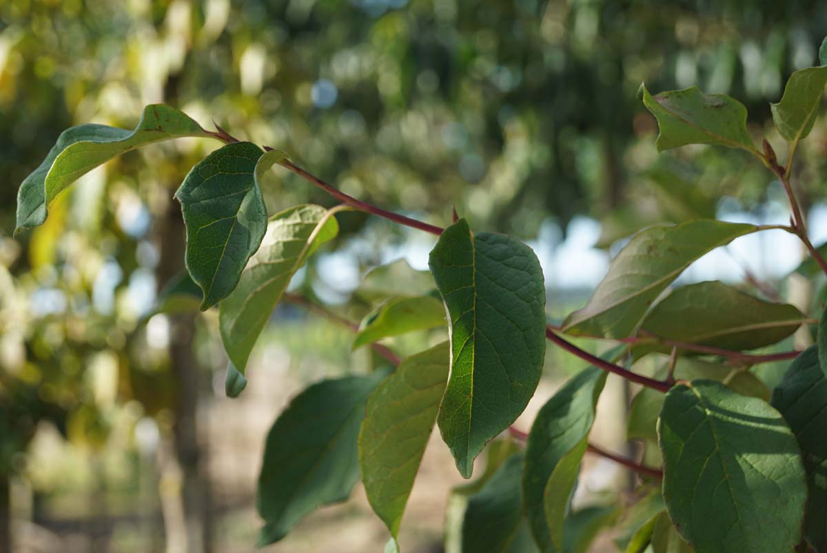 Stewartia pseudocamellia 'Koreana' op stam blad