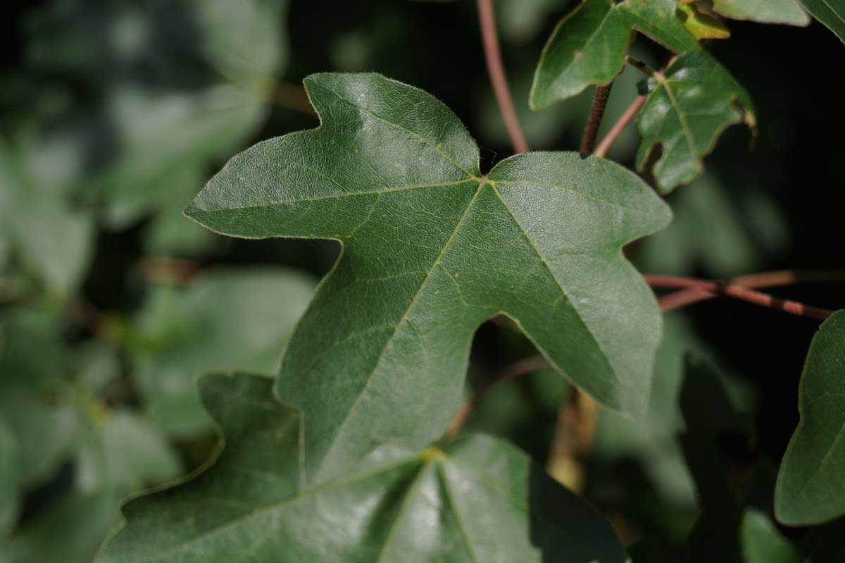 Acer campestre op stam blad