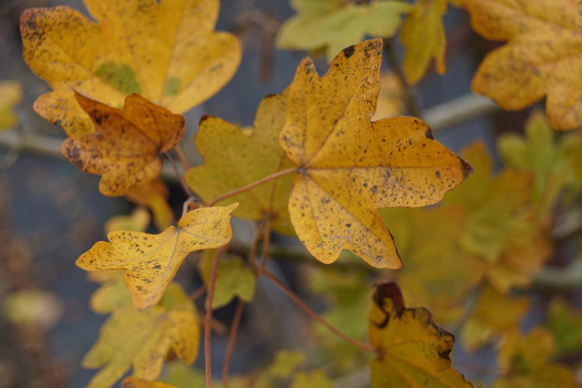Acer campestre op stam herfstkleur
