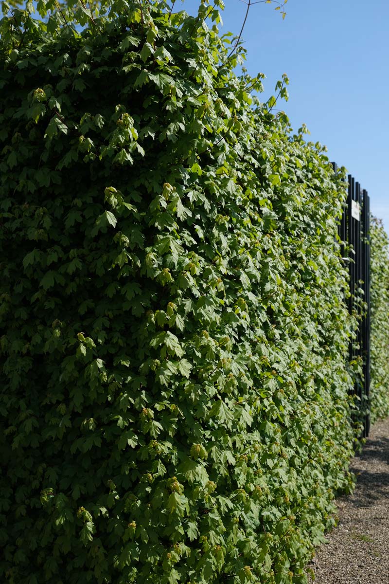 Acer campestre haagplant haag