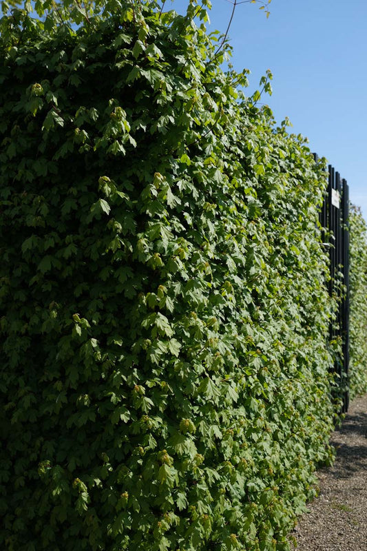 Acer campestre haagplant haag