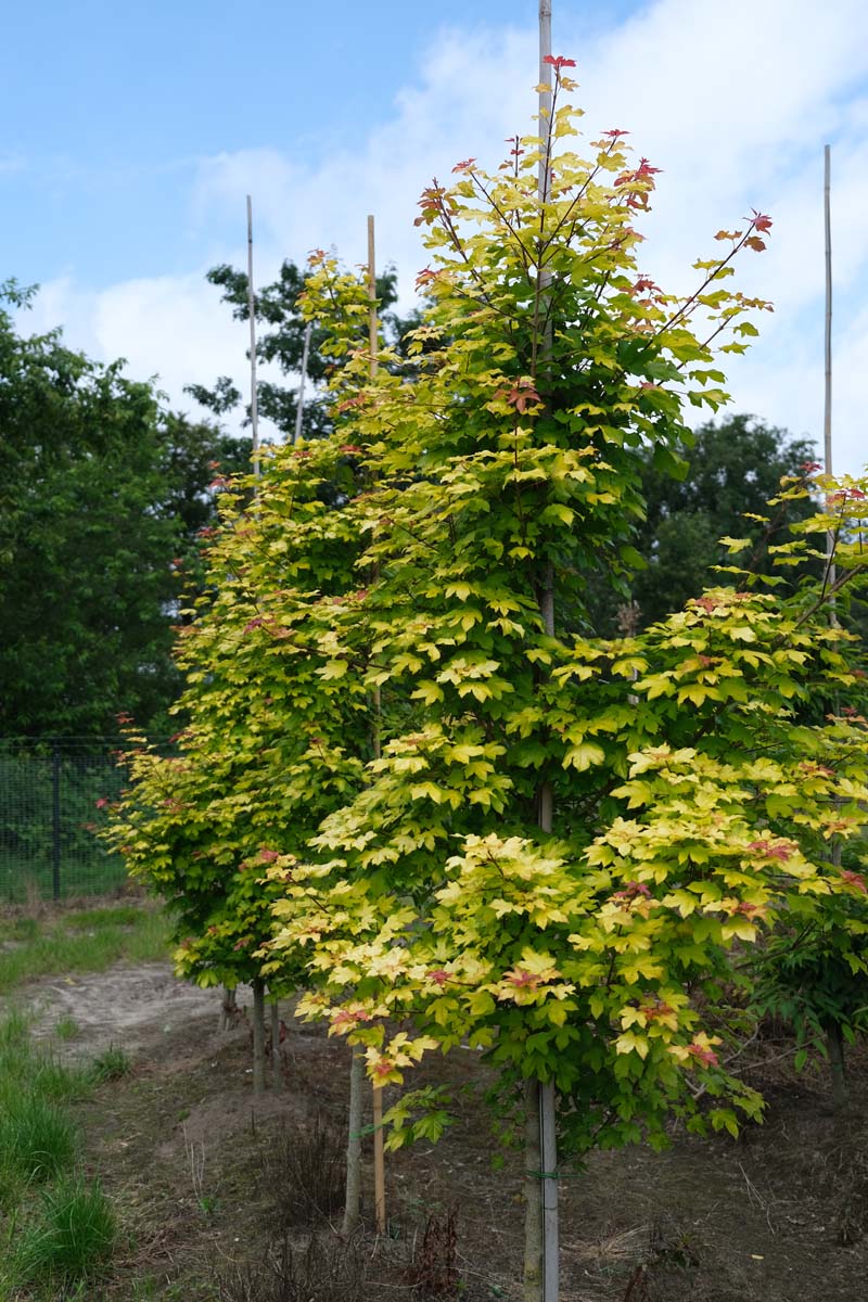 Acer 'Minorient' op stam op stam