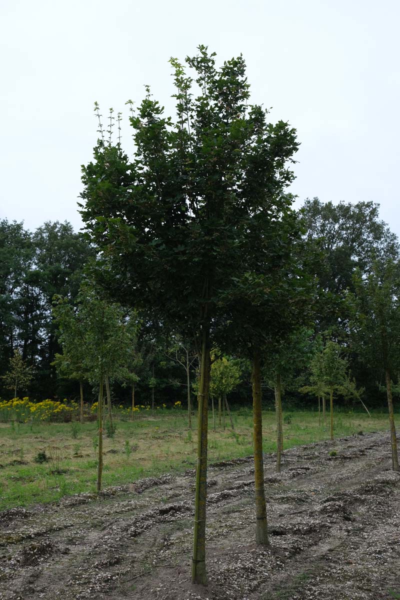 Acer campestre 'Huibers Elegant' op stam op stam