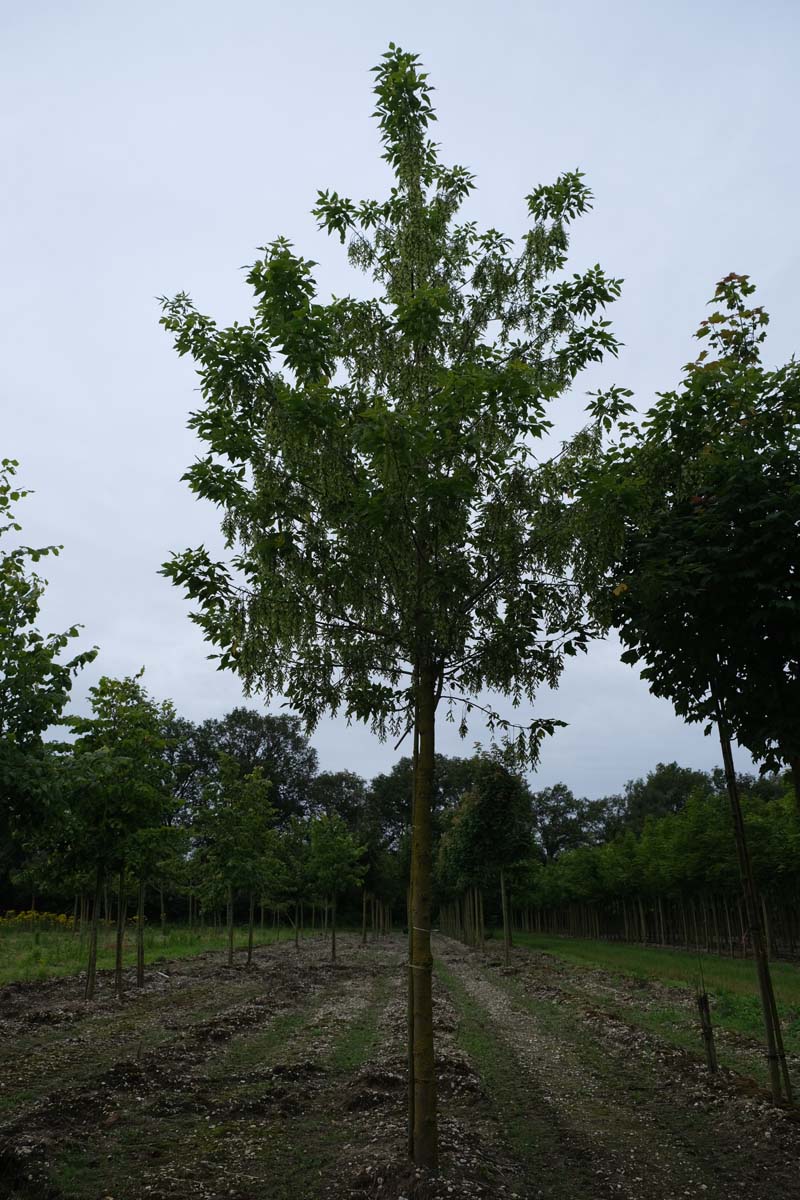 Acer negundo op stam op stam