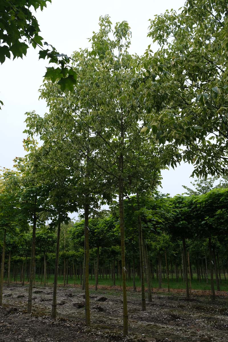 Acer negundo 'Aureomarginatum' op stam op stam