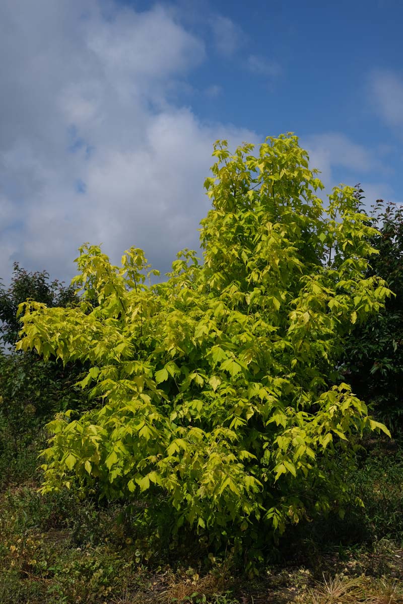 Acer negundo 'Kelly's Gold' meerstammig / struik meerstammig