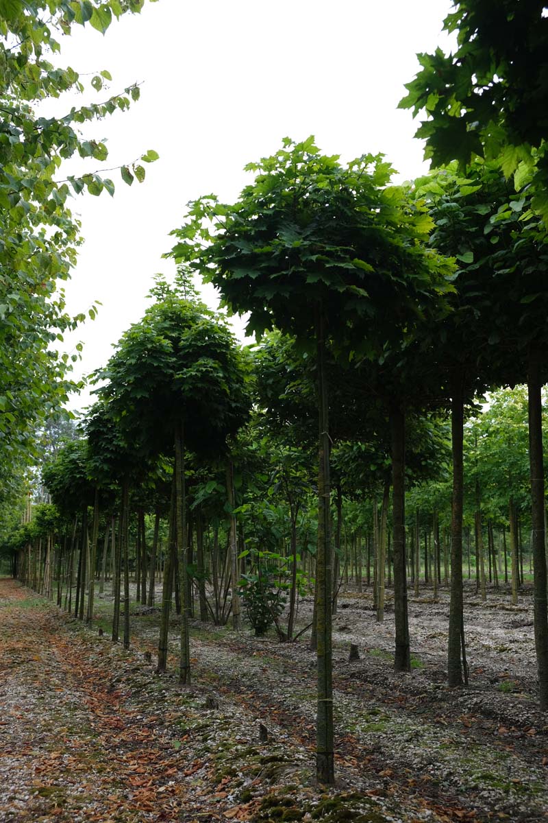 Acer platanoides 'Globosum' op stam op stam