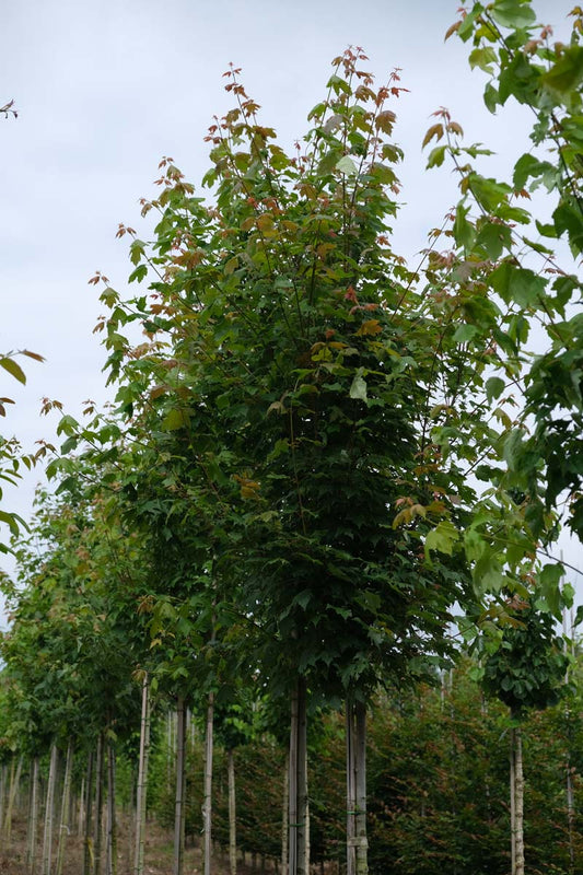 Acer rubrum 'Scanlon' op stam op stam