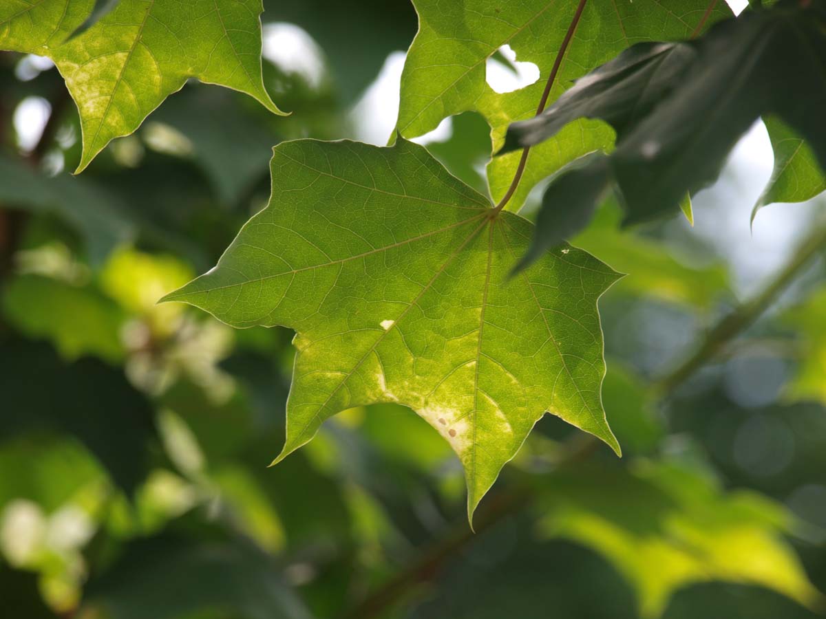 Acer cappadocicum 'Aureum' solitair