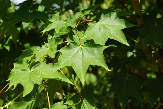 Acer cappadocicum 'Rubrum' solitair blad