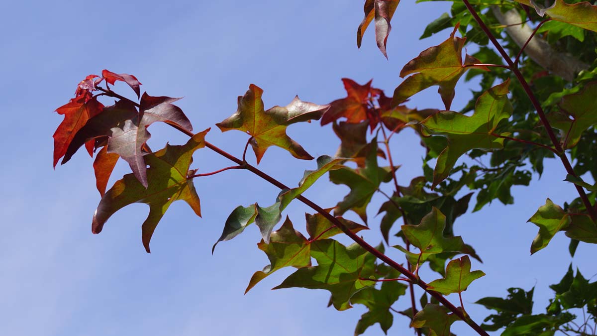 Acer cappadocicum 'Rubrum' Tuinplanten