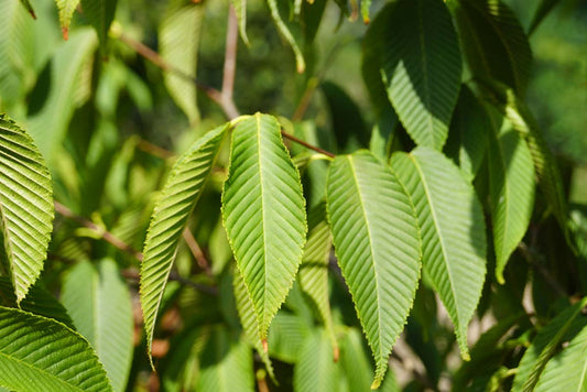Acer carpinifolium meerstammig / struik