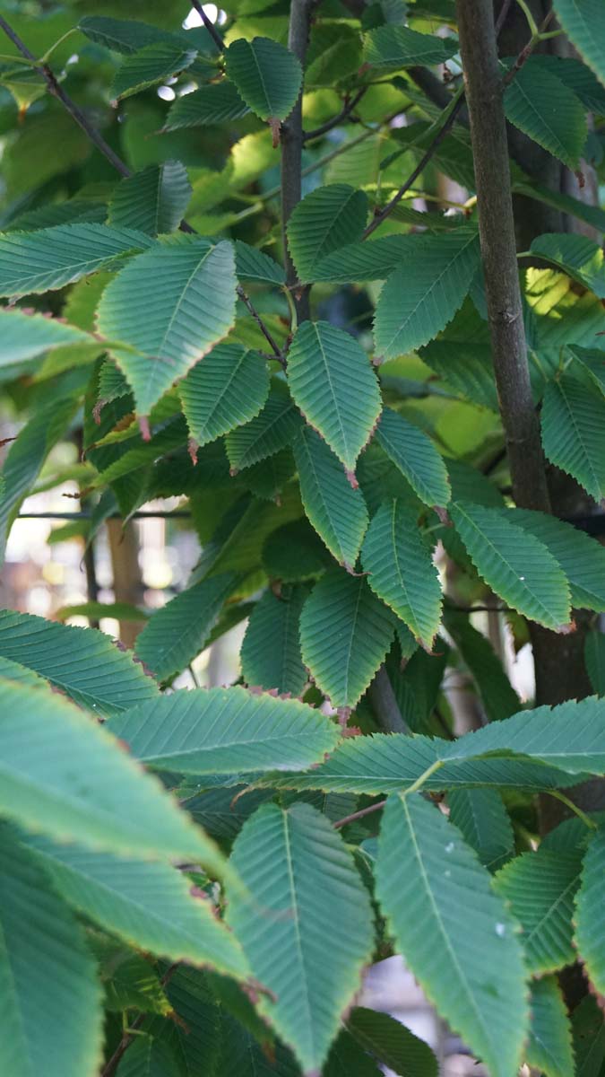 Acer carpinifolium Tuinplanten