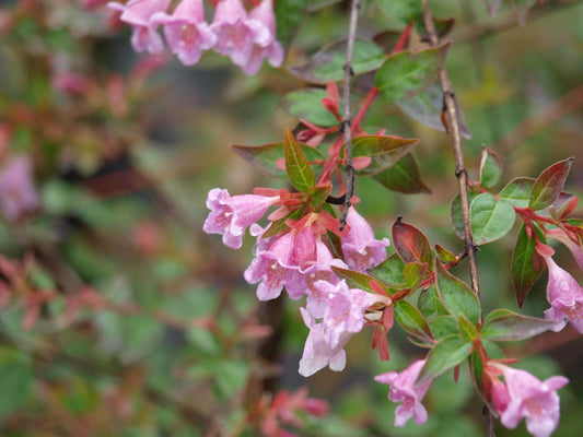 Abelia 'Edward Goucher' op stam bloem