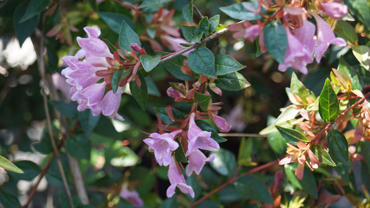 Abelia 'Edward Goucher' Tuinplanten