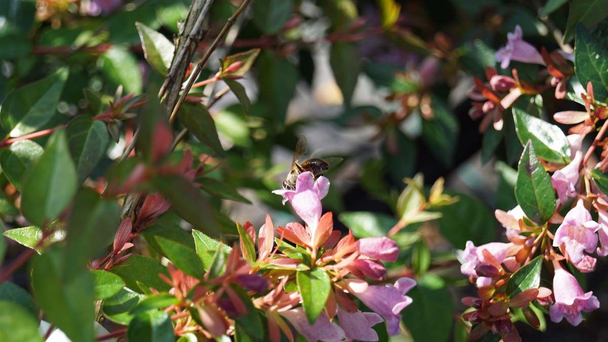 Abelia 'Edward Goucher' meerstammig / struik