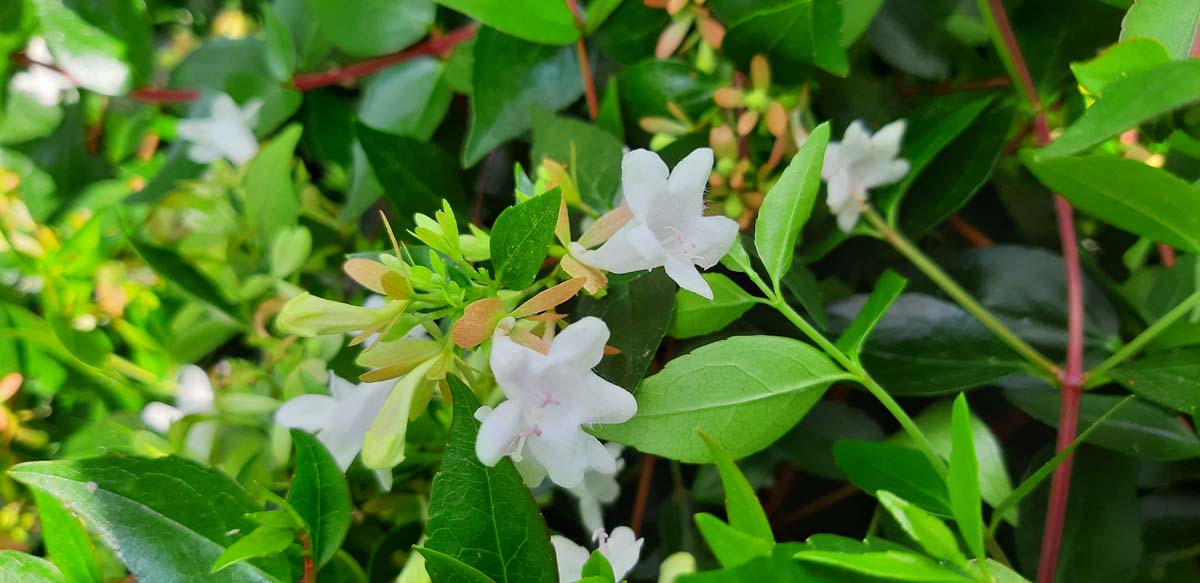 Abelia grandiflora Tuinplanten bloem
