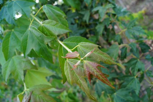 Acer buergerianum haagplant