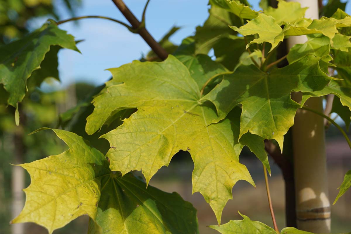 Acer platanoides 'Prigo' op stam