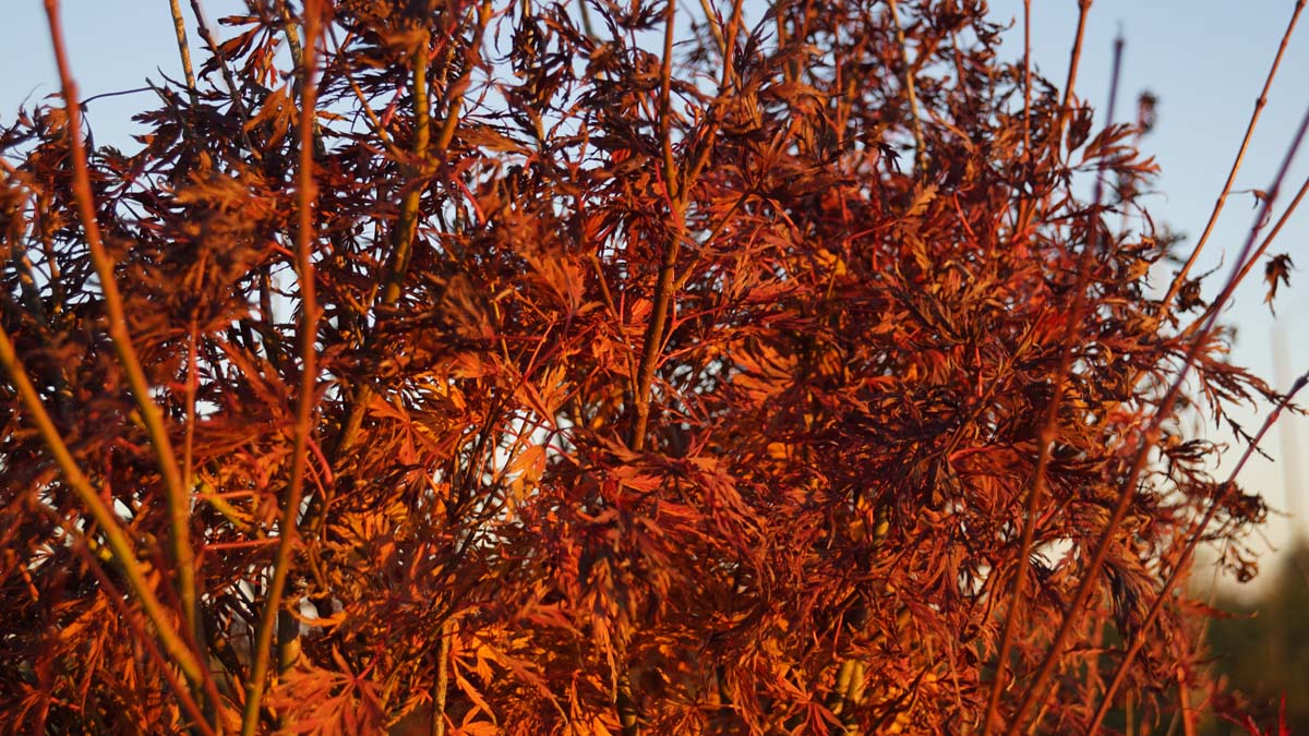 Acer palmatum 'Emerald Lace' Tuinplanten