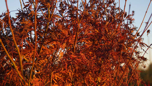 Acer palmatum 'Emerald Lace' op stam bladeren