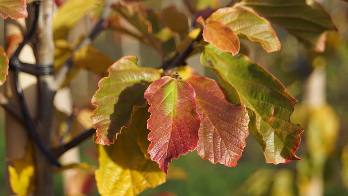 Parrotia persica 'Jodrell Bank' op stam blad