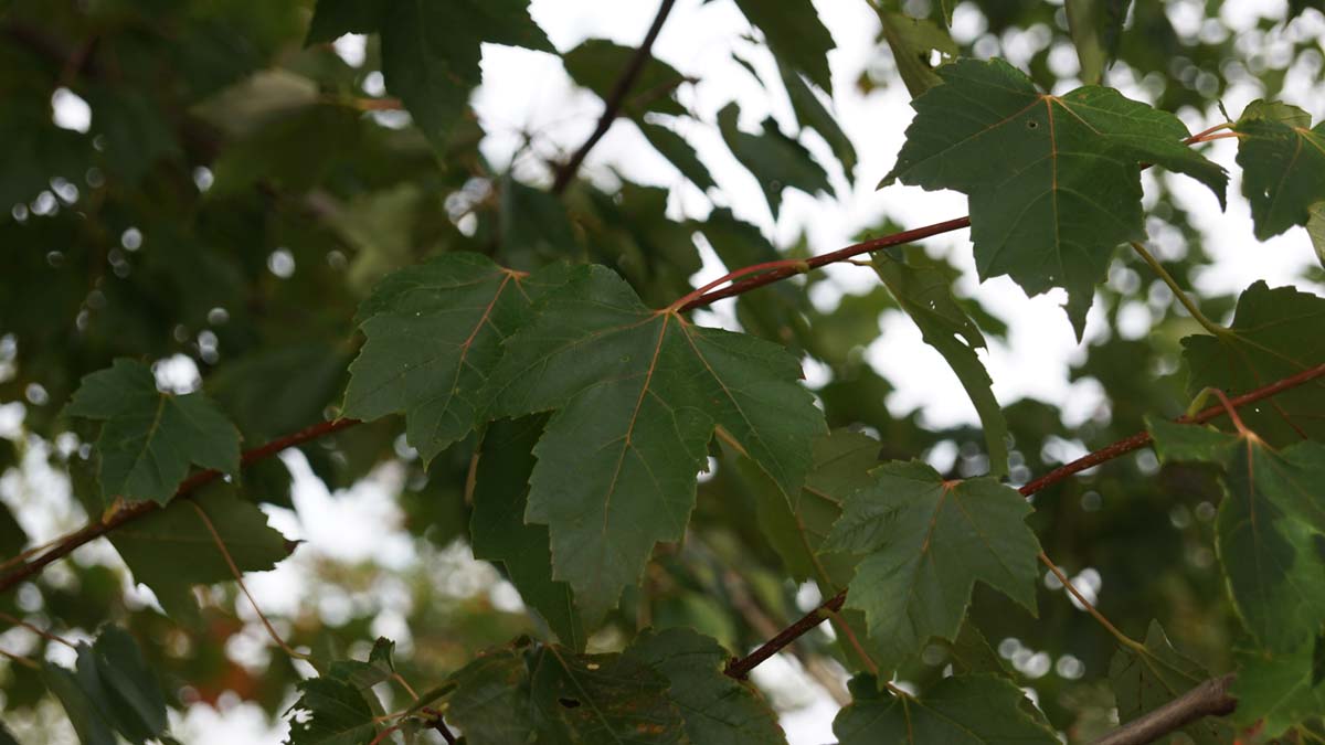 Acer rubrum 'Franksred' Tuinplanten blad