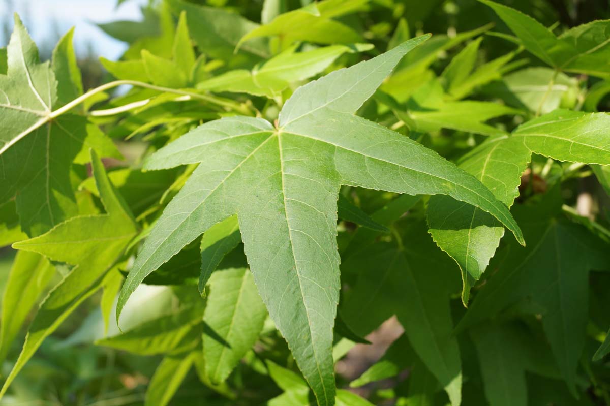 Liquidambar styraciflua 'Slender Silhouette' meerstammig / struik