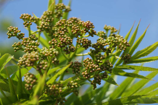 Sorbus randaiensis Tuinplanten bloem