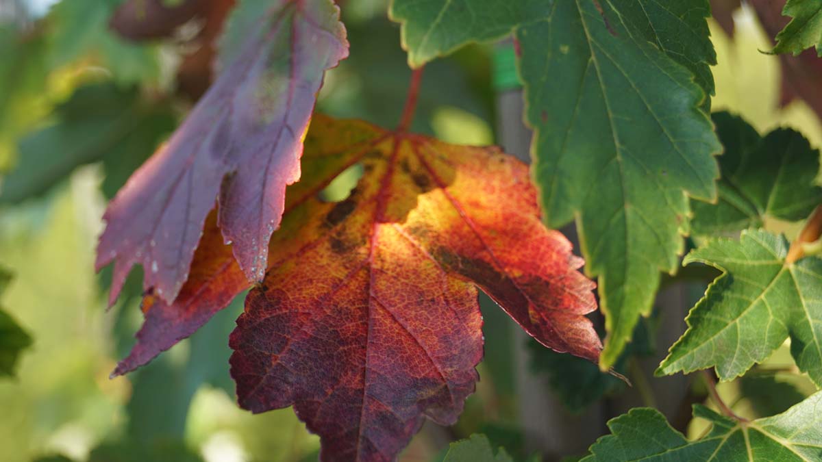 Acer rubrum 'Summer Red' meerstammig / struik herfstkleur