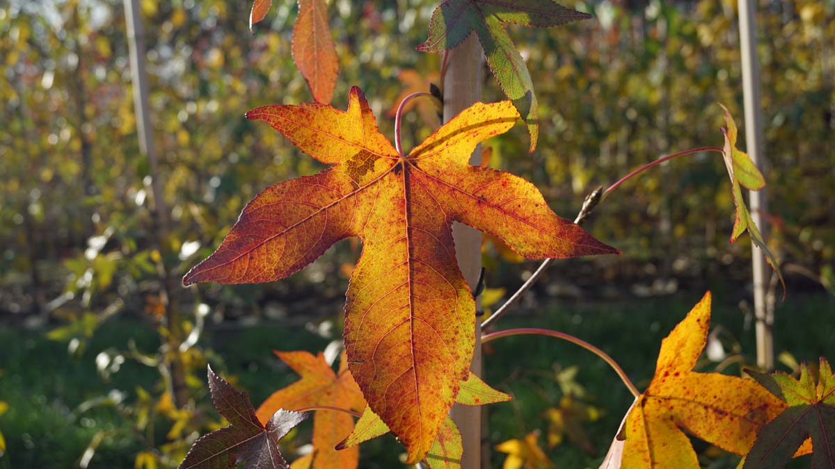 Liquidambar styraciflua 'Simone' meerstammig / struik