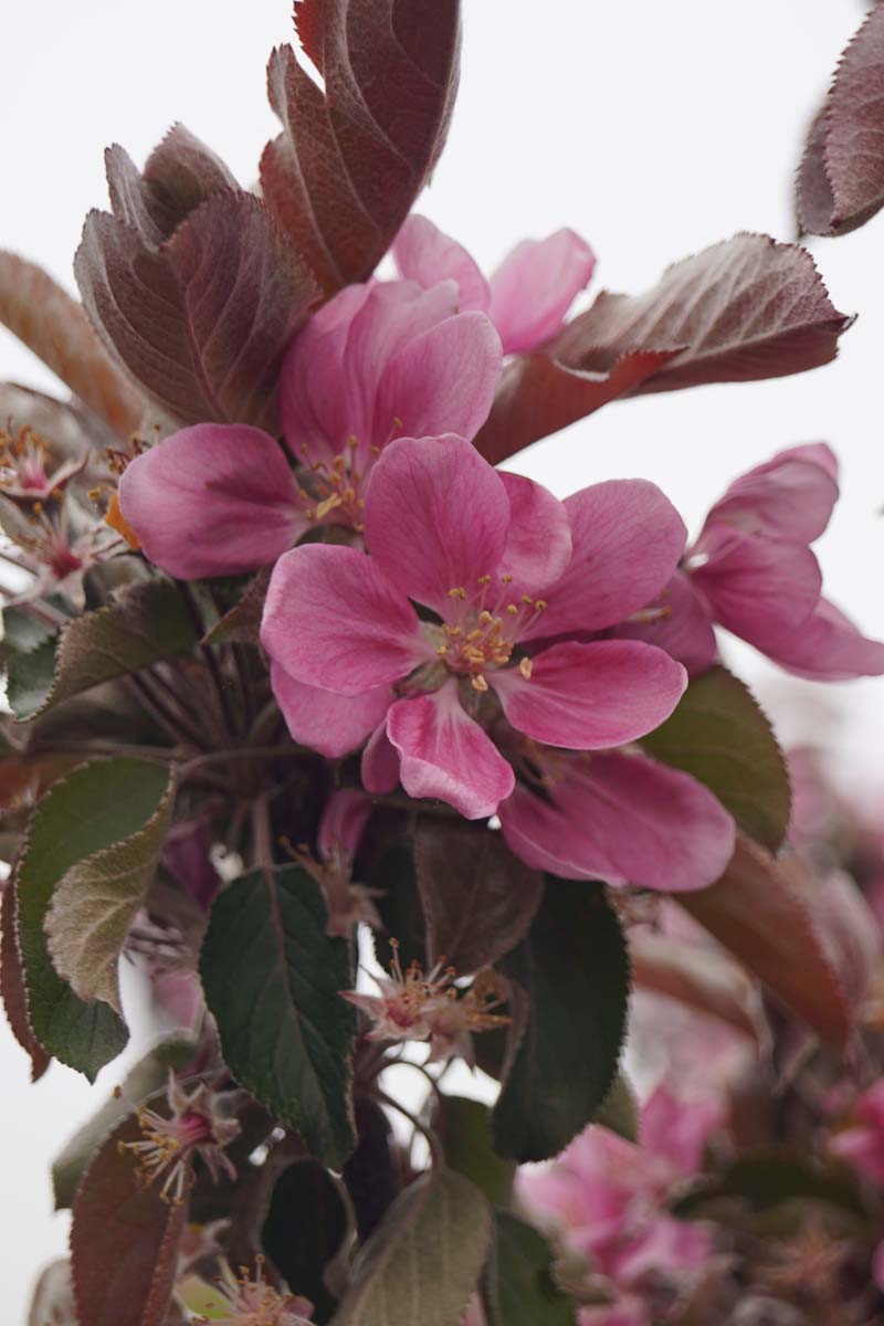 Malus domestica 'Redlane' op stam