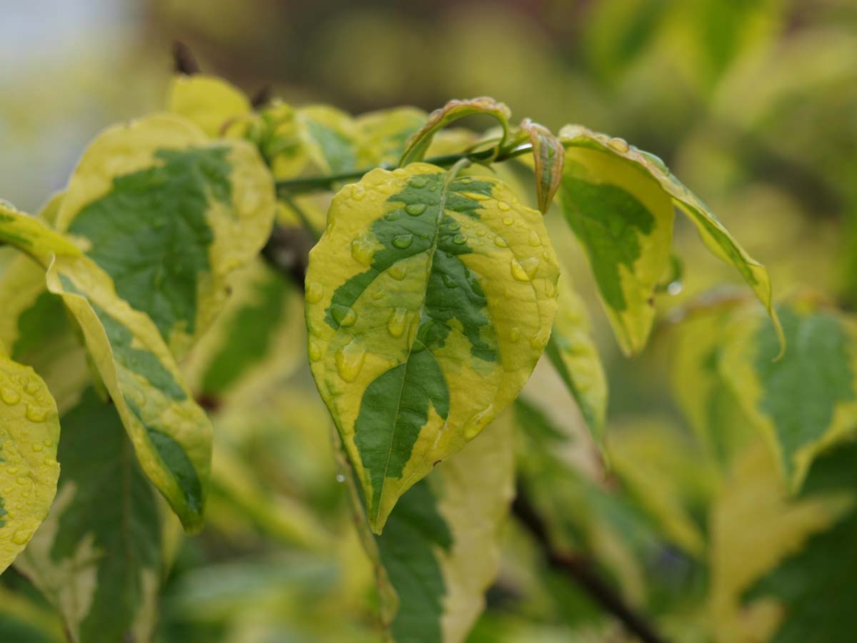 Cornus alternifolia 'Wstackman'