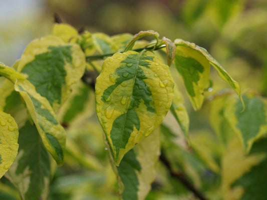 Cornus alternifolia 'Wstackman'