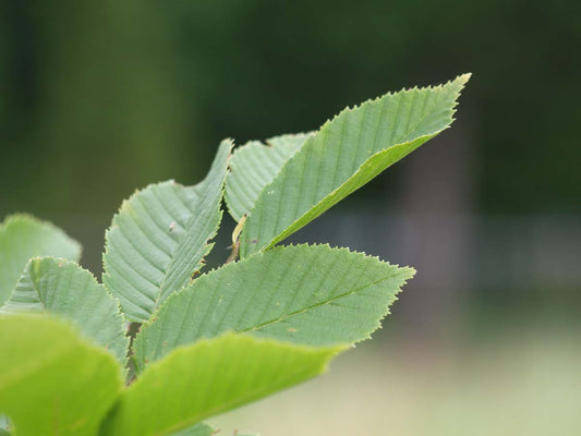 Carpinus betulus 'Lucas' solitair
