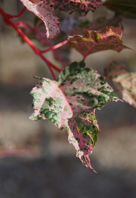 Acer conspicuum 'Red Flamingo' meerstammig / struik
