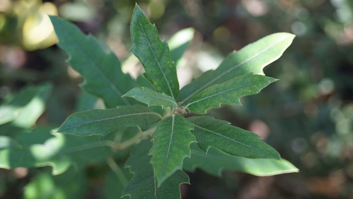 Quercus hispanica 'Waasland' solitair blad