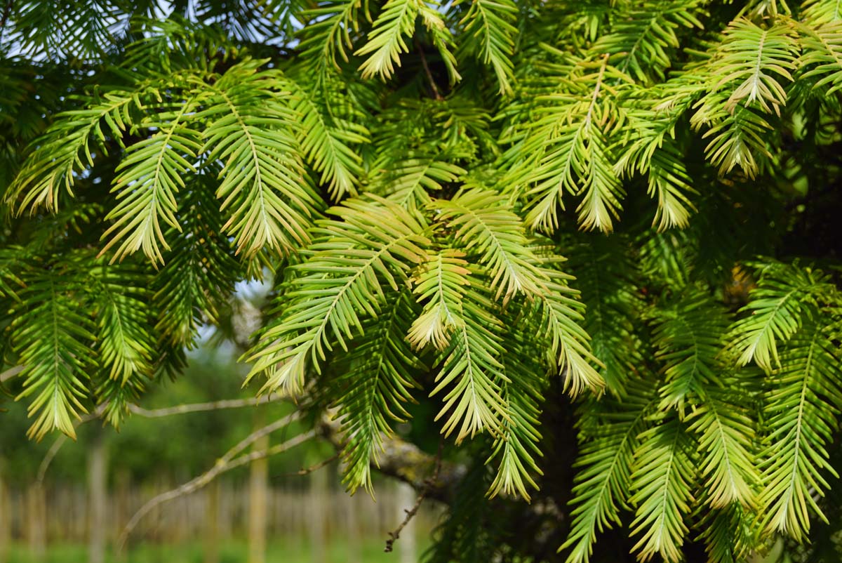 Metasequoia glyptostroboides 'Matthaei Broom' op stam