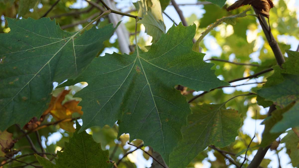 Platanus hispanica 'Huissen' leiboom blad