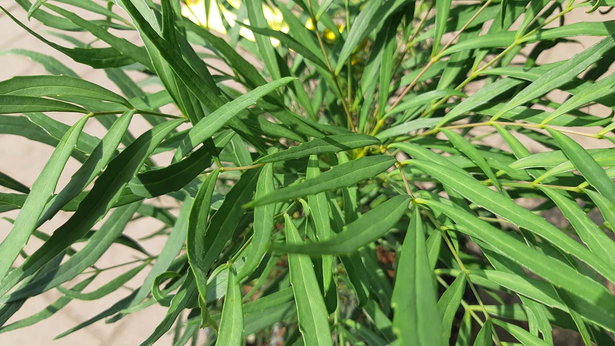 Mahonia eurybracteata 'Soft Caress' meerstammig / struik blad