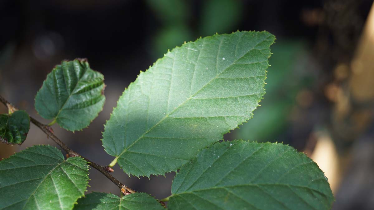 Carpinus caroliniana 'Red Fall' op stam