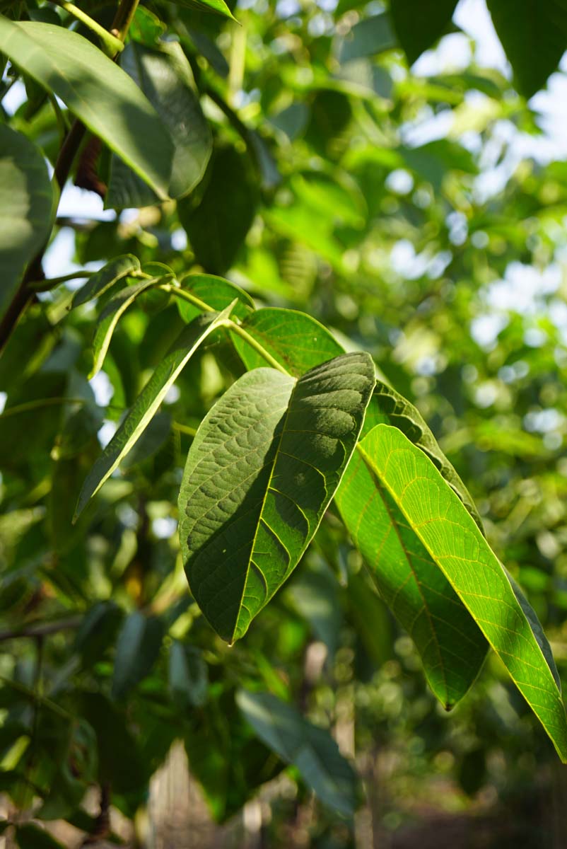 Juglans regia 'Bella Maria' Tuinplanten blad