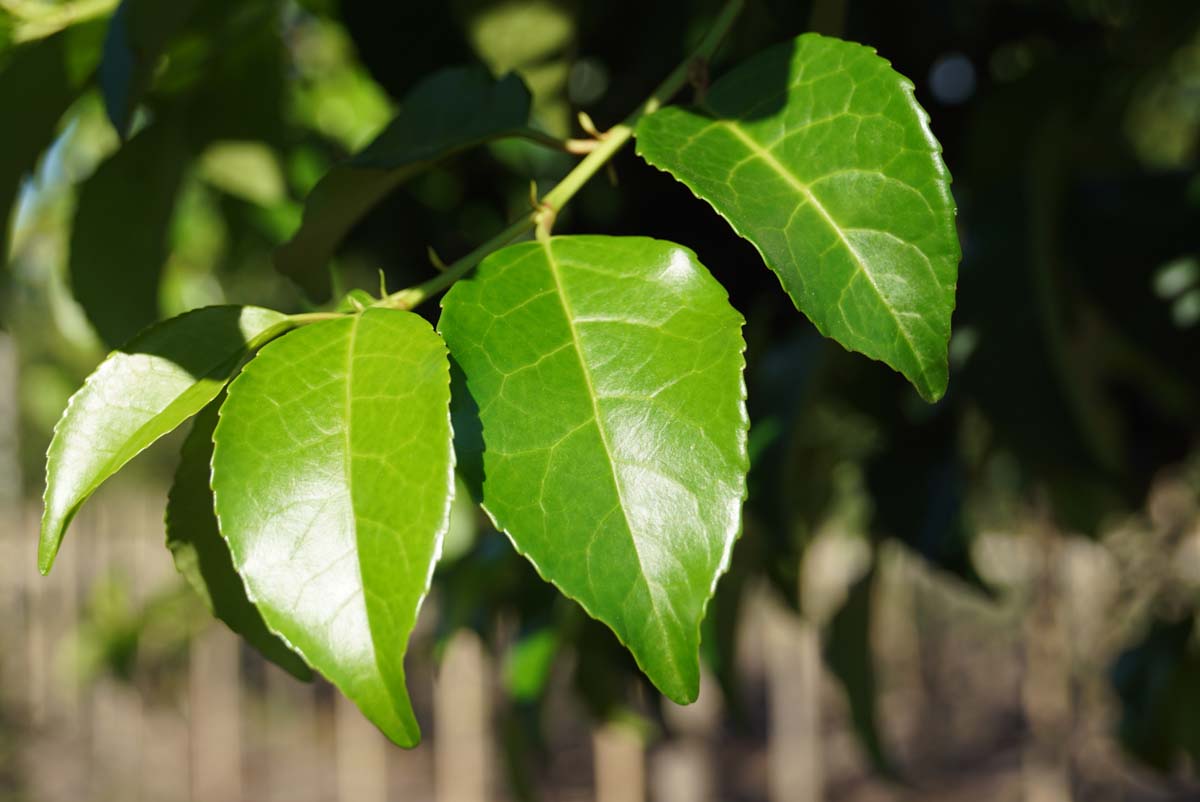 Prunus lusitanica 'Ybrazo01' haagplant blad