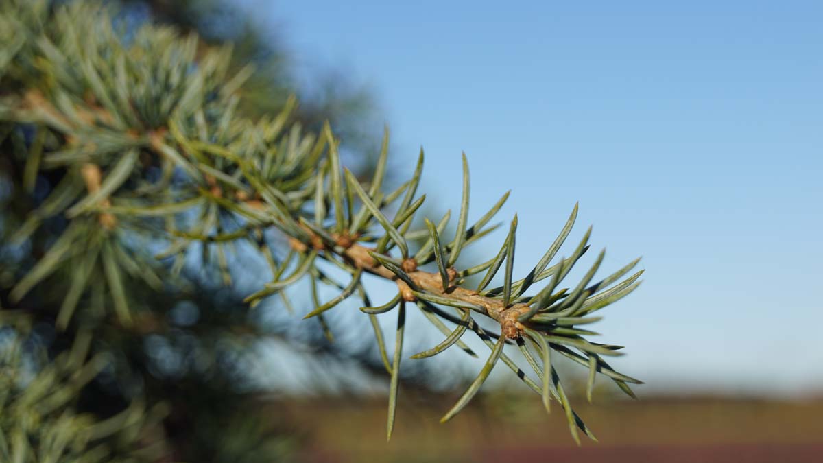 Cedrus deodara 'Miles High' Tuinplanten