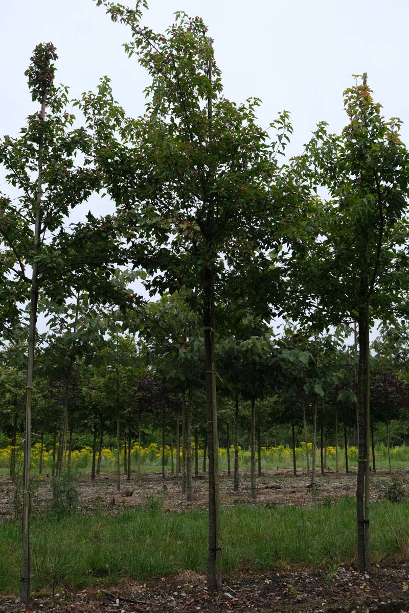 Acer tataricum ginnala op stam op stam