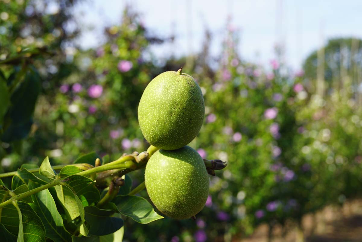 Juglans regia 'Menen' op stam