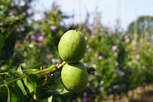 Juglans regia 'Menen' op stam