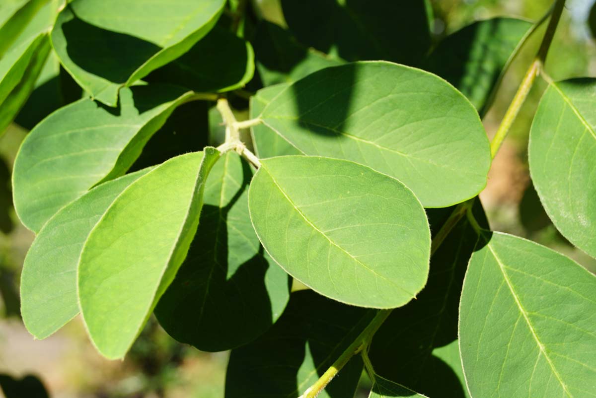 Cotoneaster ignotus Tuinplanten