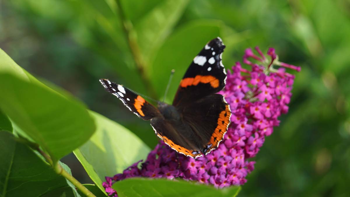 Buddleja 'SRPBUD374'