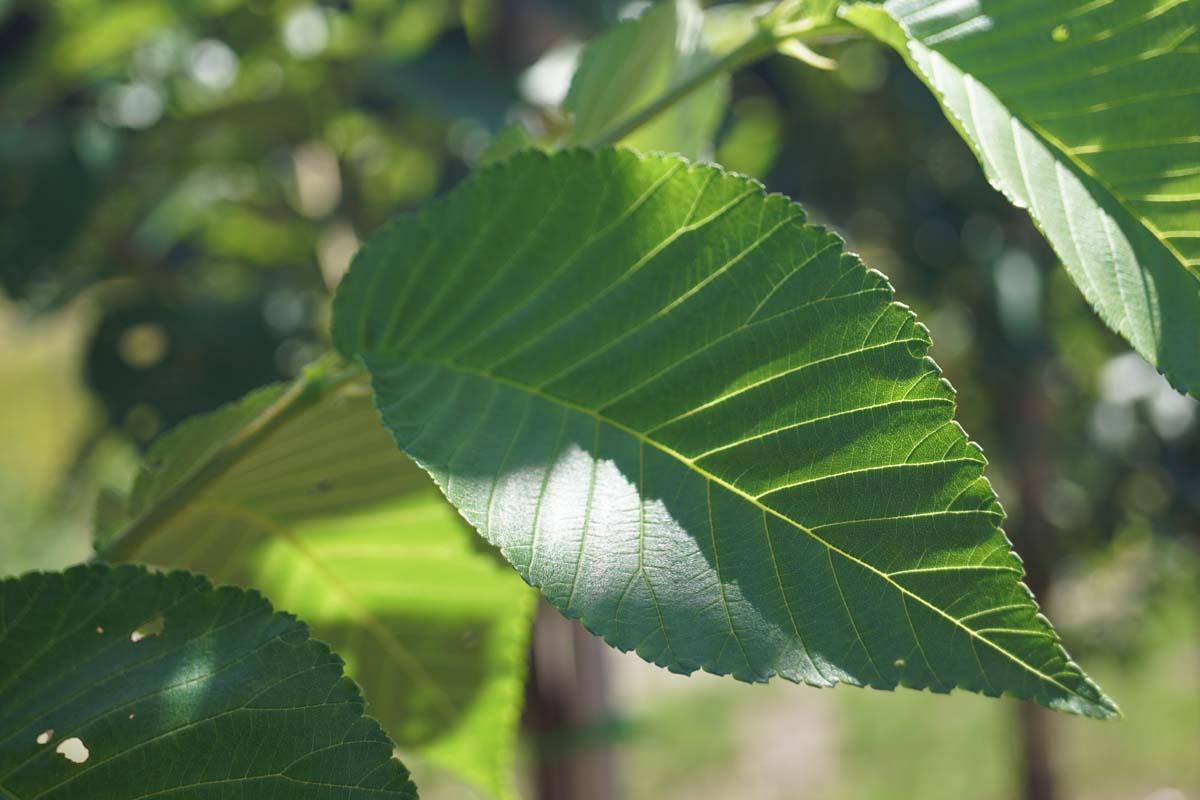 Ulmus 'Olmen' op stam blad